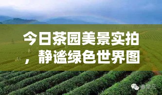 今日茶园美景实拍，静谧绿色世界图片欣赏