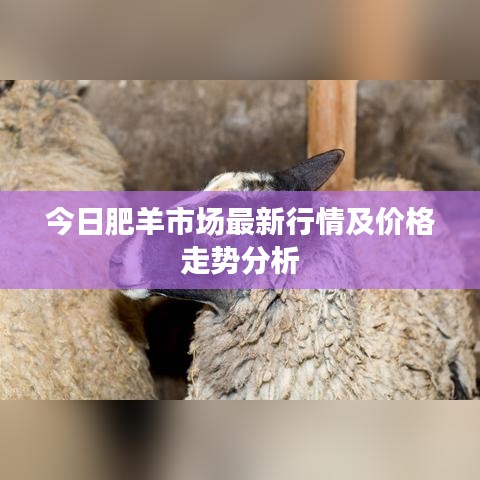 今日肥羊市场最新行情及价格走势分析
