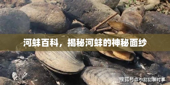 河蚌百科，揭秘河蚌的神秘面纱