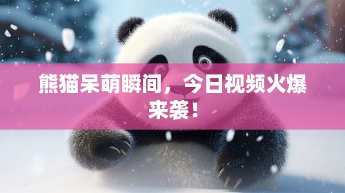 熊猫呆萌瞬间，今日视频火爆来袭！