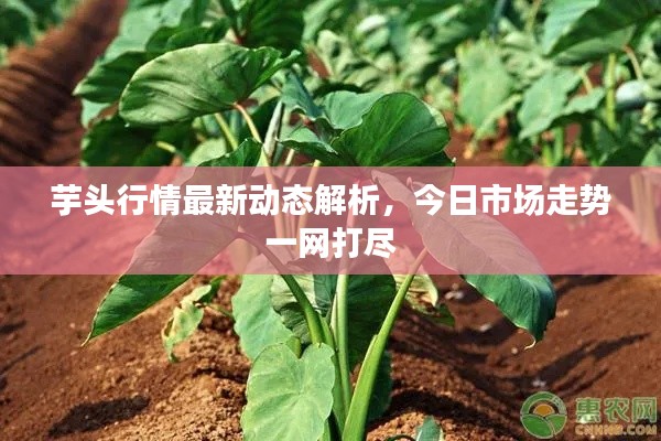 芋头行情最新动态解析，今日市场走势一网打尽