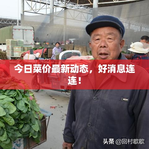 今日菜价最新动态，好消息连连！