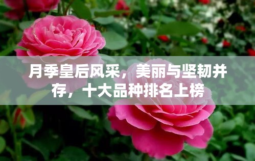 月季皇后风采，美丽与坚韧并存，十大品种排名上榜