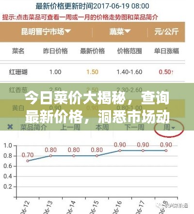 今日菜价大揭秘，查询最新价格，洞悉市场动态！