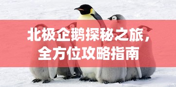 北极企鹅探秘之旅，全方位攻略指南