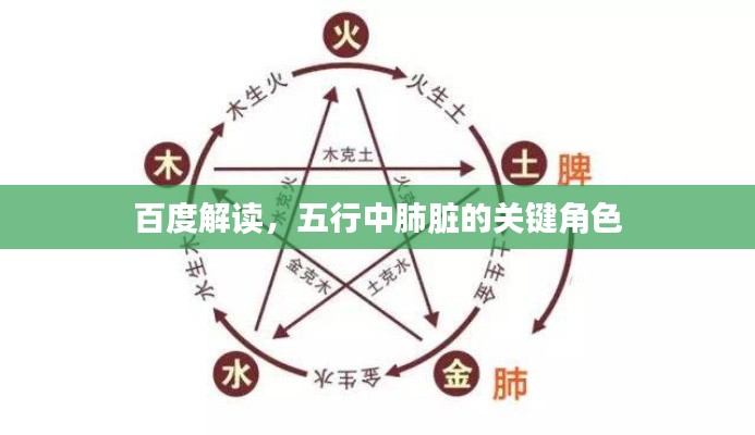 百度解读，五行中肺脏的关键角色