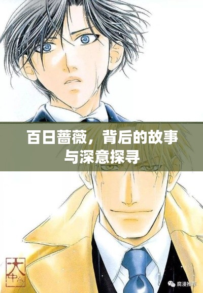 百日蔷薇，背后的故事与深意探寻