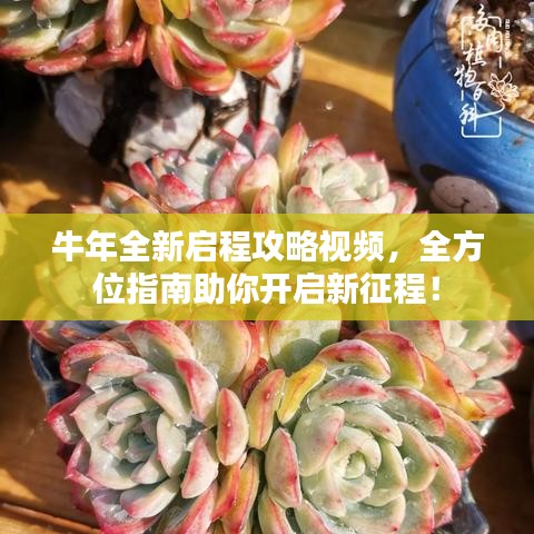 牛年全新启程攻略视频，全方位指南助你开启新征程！