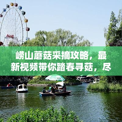 崂山蘑菇采摘攻略，最新视频带你踏春寻菇，尽享自然盛宴！