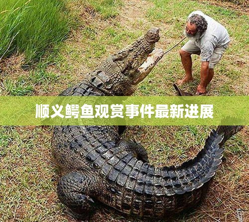 顺义鳄鱼观赏事件最新进展