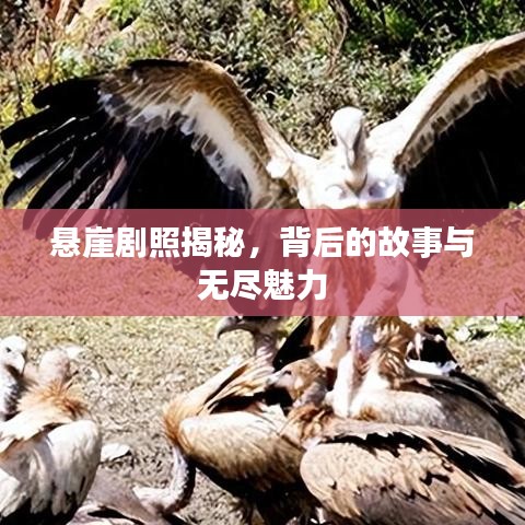 悬崖剧照揭秘，背后的故事与无尽魅力