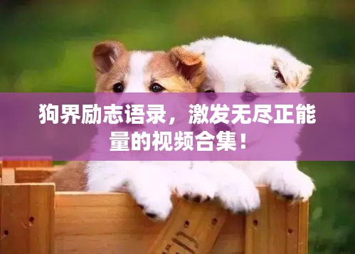 狗界励志语录，激发无尽正能量的视频合集！