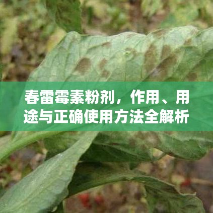 春雷霉素粉剂，作用、用途与正确使用方法全解析
