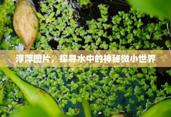 浮萍图片，探寻水中的神秘微小世界