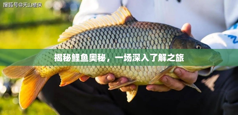 鹤立鸡群