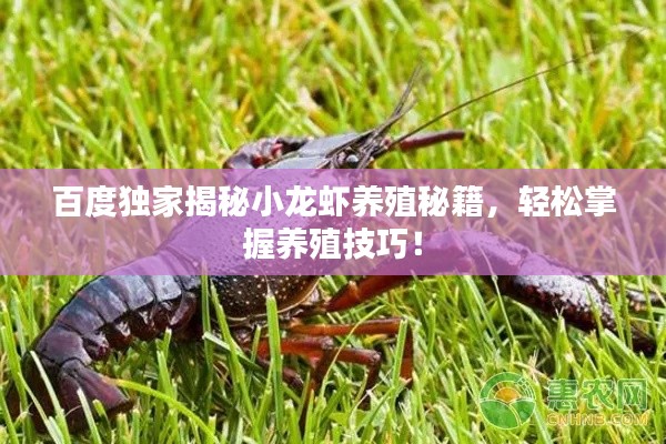 百度独家揭秘小龙虾养殖秘籍，轻松掌握养殖技巧！