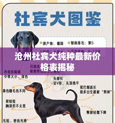 沧州杜宾犬纯种最新价格表揭秘