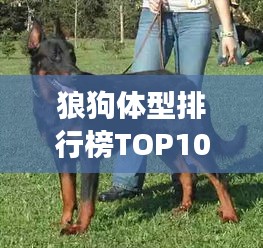 狼狗体型排行榜TOP10，震撼巨大的狼犬尺寸盘点
