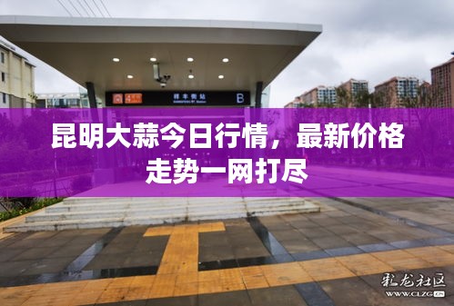 昆明大蒜今日行情，最新价格走势一网打尽