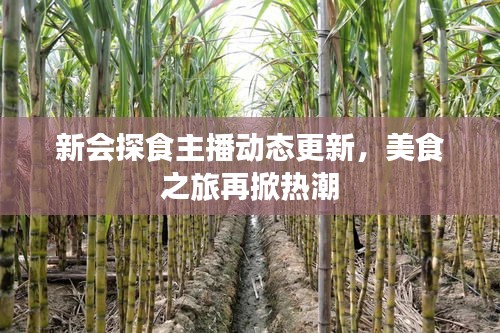 新会探食主播动态更新，美食之旅再掀热潮