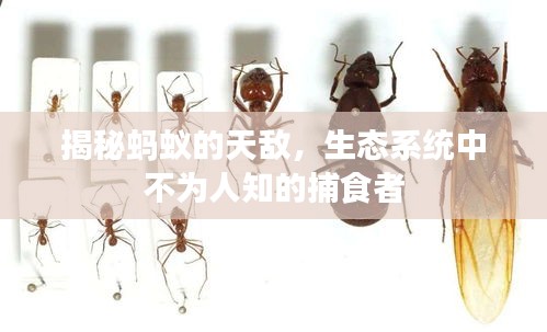 揭秘蚂蚁的天敌，生态系统中不为人知的捕食者
