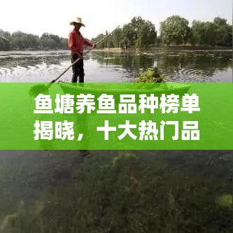 鱼塘养鱼品种榜单揭晓，十大热门品种推荐