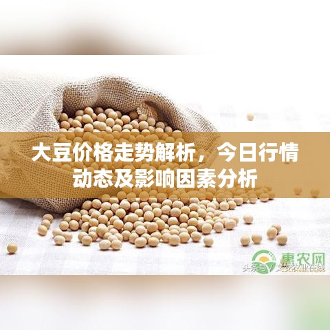 大豆价格走势解析，今日行情动态及影响因素分析