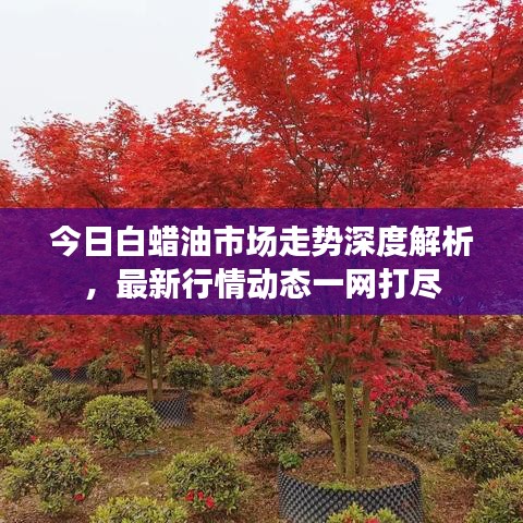 今日白蜡油市场走势深度解析，最新行情动态一网打尽