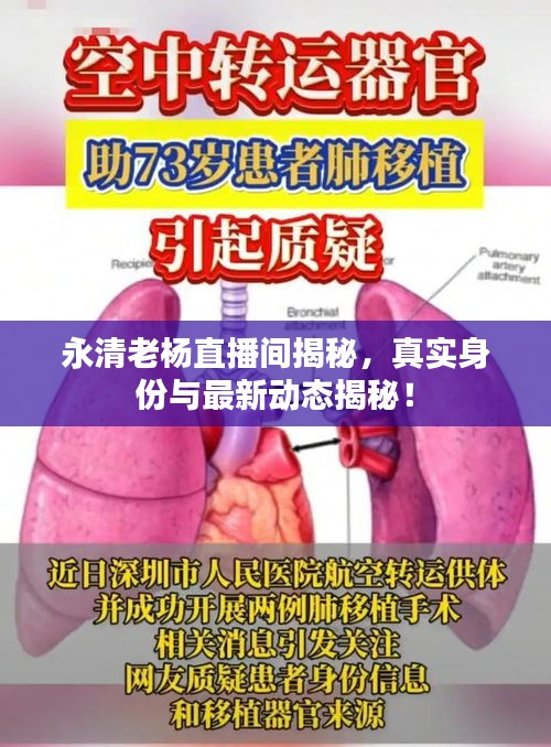 永清老杨直播间揭秘，真实身份与最新动态揭秘！