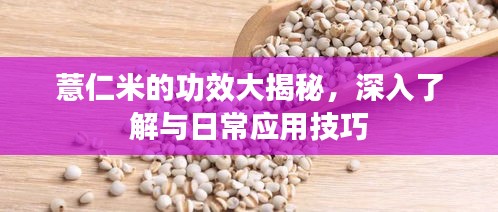 薏仁米的功效大揭秘，深入了解与日常应用技巧