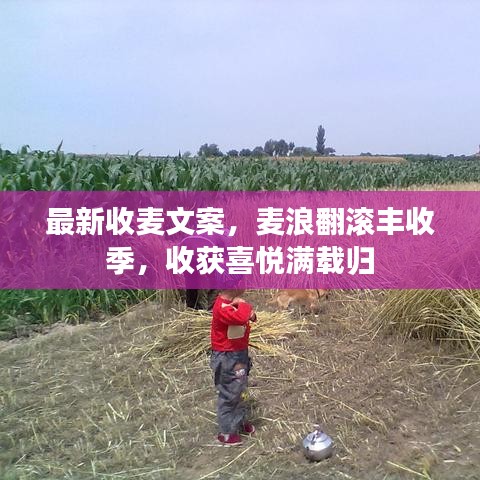 最新收麦文案，麦浪翻滚丰收季，收获喜悦满载归