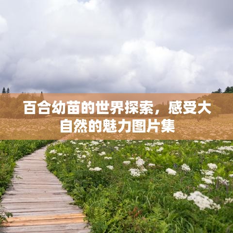 百合幼苗的世界探索，感受大自然的魅力图片集
