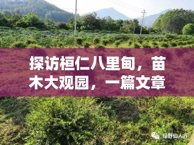 探访桓仁八里甸，苗木大观园，一篇文章带你探秘其奥秘