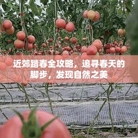 近郊踏春全攻略，追寻春天的脚步，发现自然之美