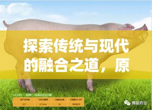 探索传统与现代的融合之道，原牧养猪视频大全集最新呈现