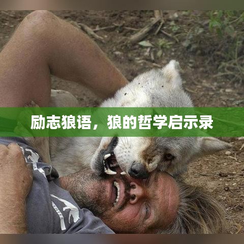 励志狼语，狼的哲学启示录