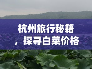 杭州旅行秘籍，探寻白菜价格的奥秘