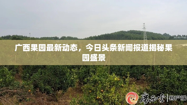 广西果园最新动态，今日头条新闻报道揭秘果园盛景