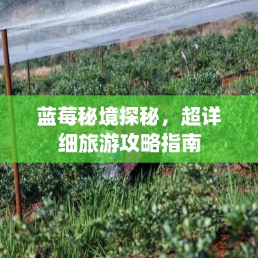 蓝莓秘境探秘，超详细旅游攻略指南