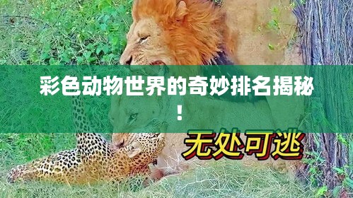 彩色动物世界的奇妙排名揭秘！