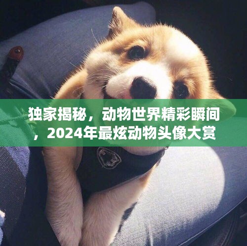 独家揭秘，动物世界精彩瞬间，2024年最炫动物头像大赏
