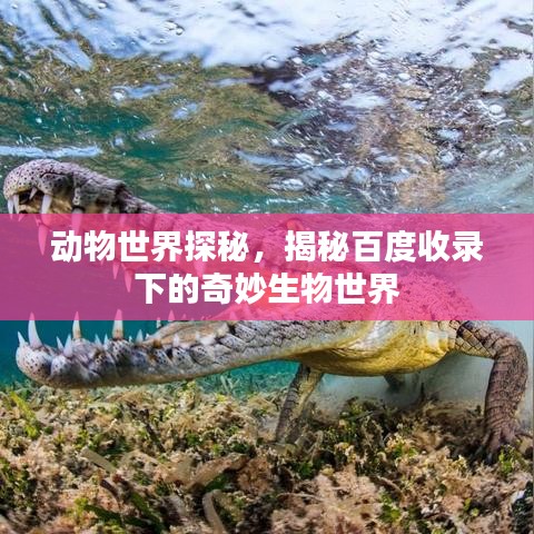 动物世界探秘，揭秘百度收录下的奇妙生物世界