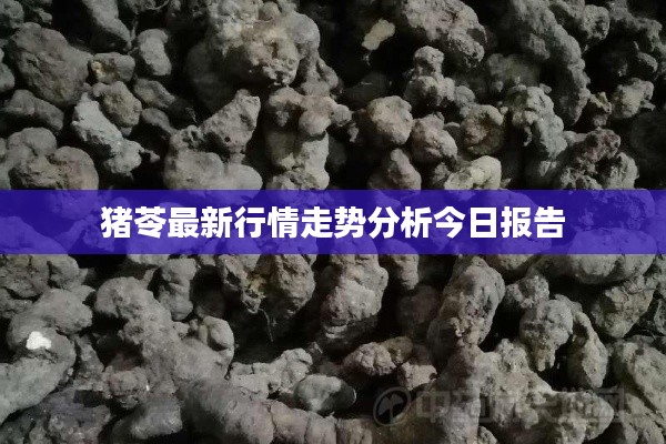 猪苓最新行情走势分析今日报告