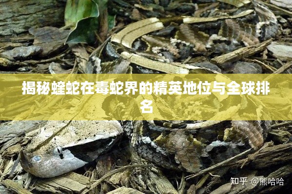 揭秘蝰蛇在毒蛇界的精英地位与全球排名