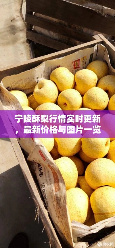 宁陵酥梨行情实时更新，最新价格与图片一览