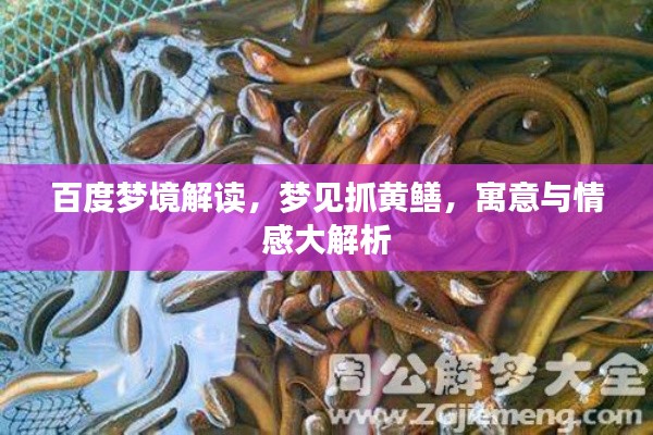 百度梦境解读，梦见抓黄鳝，寓意与情感大解析