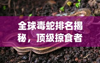 全球毒蛇排名揭秘，顶级掠食者的毒威与恐怖！