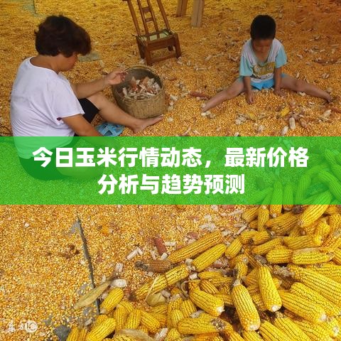 今日玉米行情动态，最新价格分析与趋势预测
