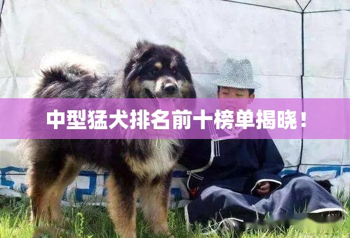 中型猛犬排名前十榜单揭晓！