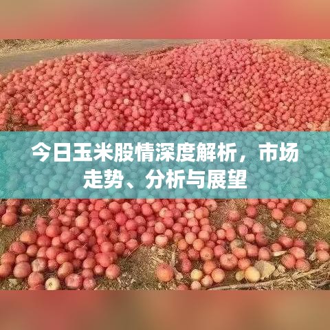 今日玉米股情深度解析，市场走势、分析与展望